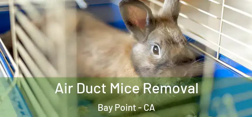  Air Duct Mice Removal Bay Point - CA